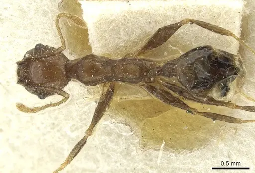 Pheidole aurivillii specimen CASENT0913275 image casent0913275_1