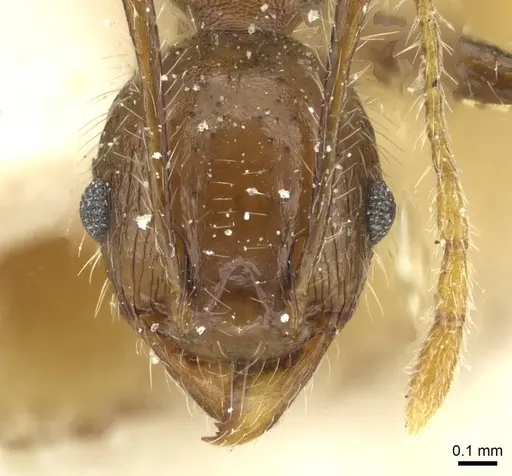 Pheidole aurivillii specimen CASENT0913275 image casent0913275_2