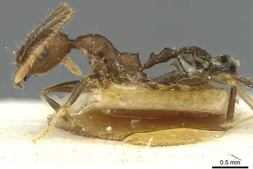 Pheidole aurivillii specimen CASENT0913275 image casent0913275_3