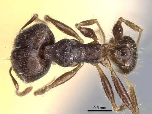 Pheidole aurivillii specimen CASENT0922187 image casent0922187_1