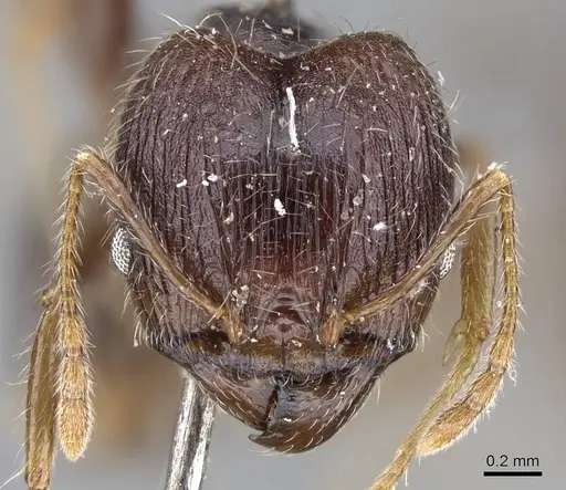 Pheidole aurivillii specimen CASENT0922187 image casent0922187_2