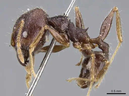 Pheidole aurivillii specimen CASENT0922187 image casent0922187_3