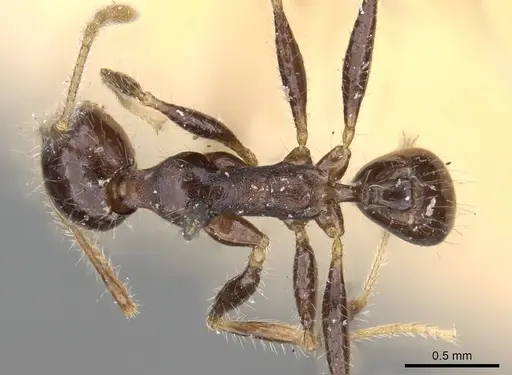Pheidole aurivillii specimen CASENT0922188 image casent0922188_1