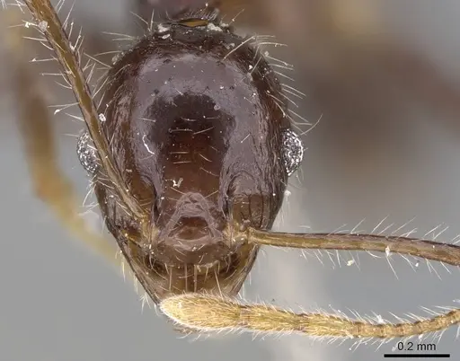 Pheidole aurivillii specimen CASENT0922188 image casent0922188_2