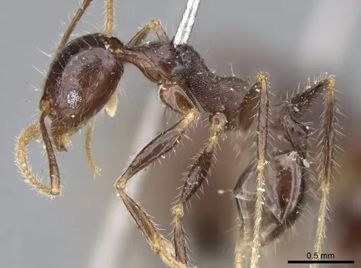Pheidole aurivillii specimen CASENT0922188 image casent0922188_3