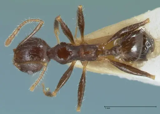 Pheidole aurivillii specimen FOCOL1323 image focol1323_1