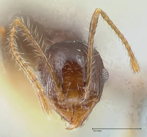 Pheidole aurivillii specimen FOCOL1323 image focol1323_2