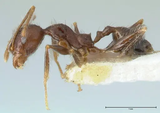 Pheidole aurivillii specimen FOCOL1323 image focol1323_3