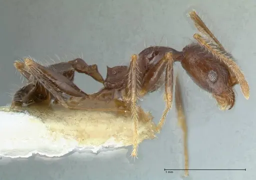 Pheidole aurivillii specimen FOCOL1323 image focol1323_4