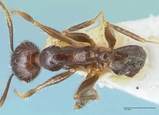 Pheidole aurivillii specimen FOCOL1324 image focol1324_1