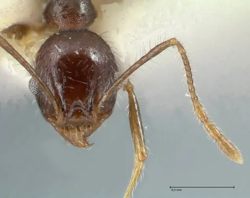 Pheidole aurivillii specimen FOCOL1324 image focol1324_2