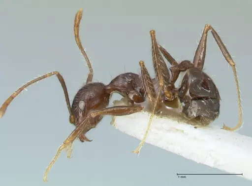 Pheidole aurivillii specimen FOCOL1324 image focol1324_3