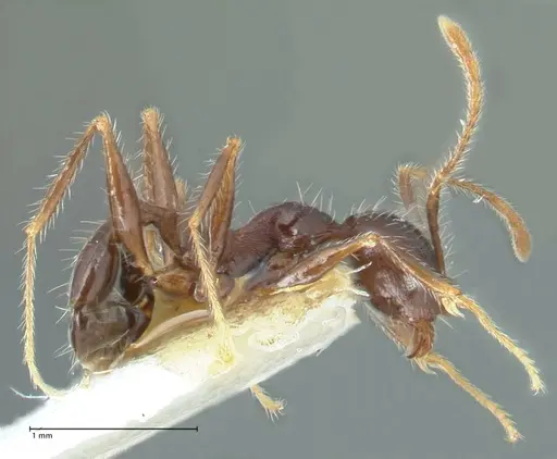 Pheidole aurivillii specimen FOCOL1324 image focol1324_4
