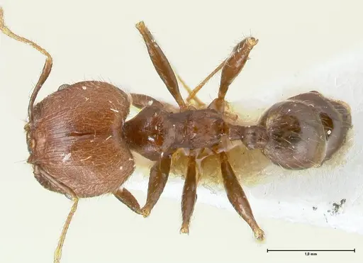 Pheidole aurivillii specimen FOCOL1325 image focol1325_1