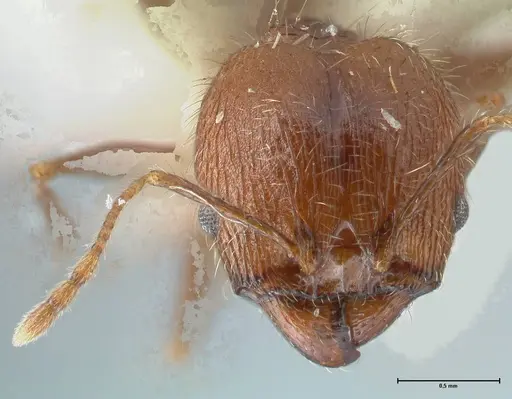 Pheidole aurivillii specimen FOCOL1325 image focol1325_2