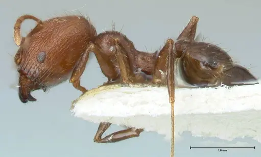 Pheidole aurivillii specimen FOCOL1325 image focol1325_3