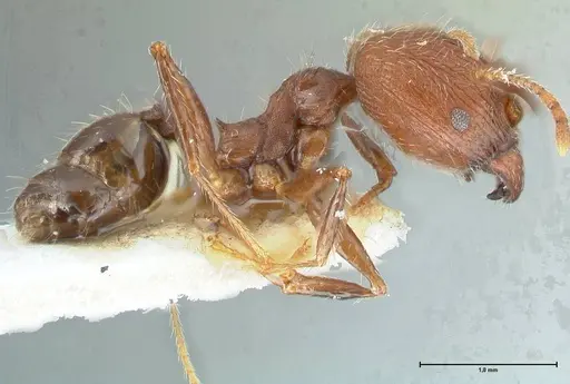 Pheidole aurivillii specimen FOCOL1325 image focol1325_4