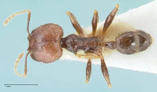 Pheidole aurivillii specimen FOCOL1326 image focol1326_1
