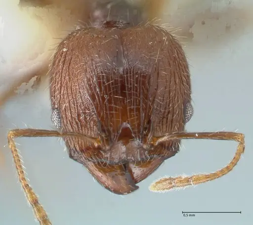 Pheidole aurivillii specimen FOCOL1326 image focol1326_2