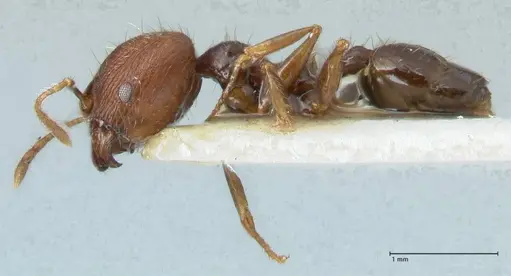 Pheidole aurivillii specimen FOCOL1326 image focol1326_3