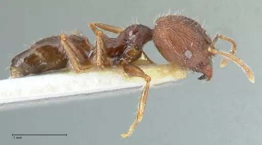 Pheidole aurivillii specimen FOCOL1326 image focol1326_4