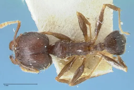 Pheidole aurivillii specimen FOCOL1327 image focol1327_1