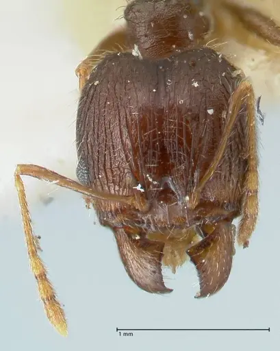 Pheidole aurivillii specimen FOCOL1327 image focol1327_2