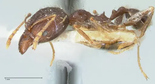 Pheidole aurivillii specimen FOCOL1327 image focol1327_3