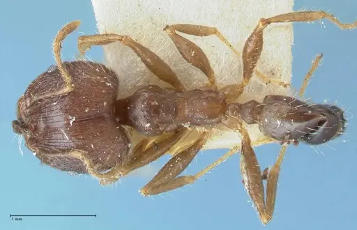 Pheidole aurivillii specimen FOCOL1328 image focol1328_1