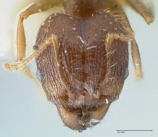 Pheidole aurivillii specimen FOCOL1328 image focol1328_2
