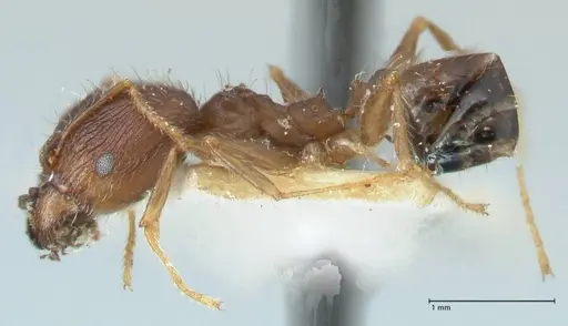 Pheidole aurivillii specimen FOCOL1328 image focol1328_3