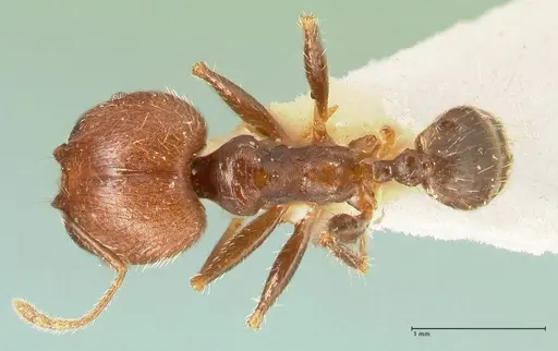 Pheidole aurivillii specimen FOCOL1329 image focol1329_1
