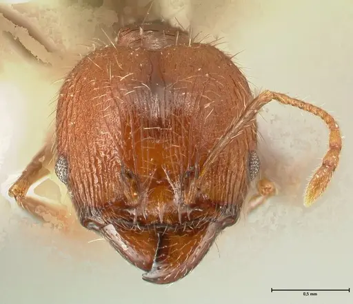 Pheidole aurivillii specimen FOCOL1329 image focol1329_2