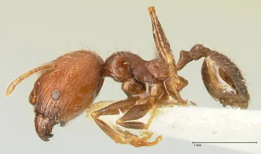 Pheidole aurivillii specimen FOCOL1329 image focol1329_3