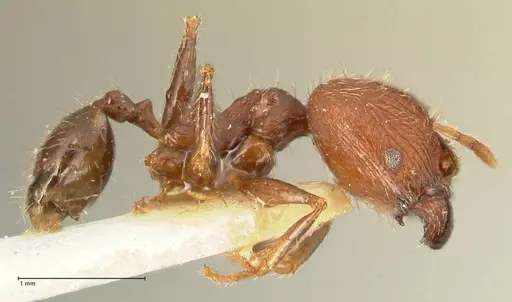 Pheidole aurivillii specimen FOCOL1329 image focol1329_4