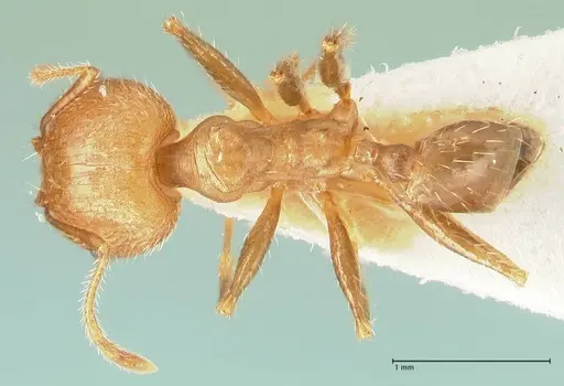 Pheidole aurivillii specimen FOCOL1330 image focol1330_1