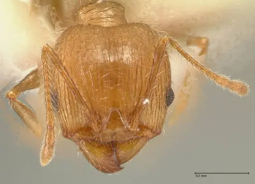 Pheidole aurivillii specimen FOCOL1330 image focol1330_2