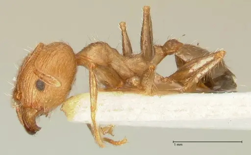 Pheidole aurivillii specimen FOCOL1330 image focol1330_3
