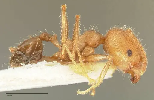 Pheidole aurivillii specimen FOCOL1330 image focol1330_4