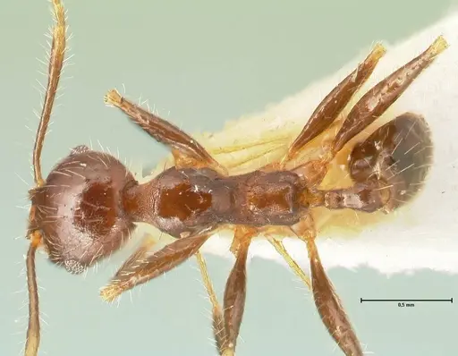 Pheidole aurivillii specimen FOCOL1331 image focol1331_1