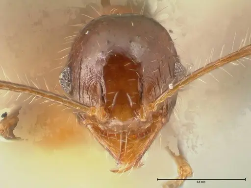 Pheidole aurivillii specimen FOCOL1331 image focol1331_2