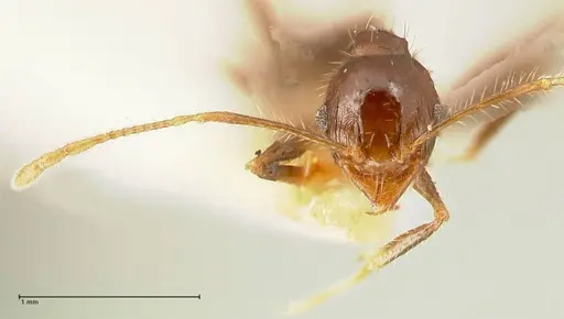 Pheidole aurivillii specimen FOCOL1331 image focol1331_3