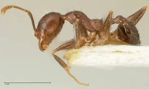 Pheidole aurivillii specimen FOCOL1331 image focol1331_4