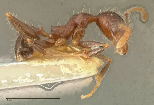 Pheidole aurivillii specimen FOCOL1331 image focol1331_5