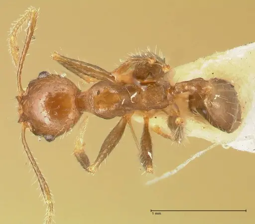 Pheidole aurivillii specimen FOCOL1332 image focol1332_1
