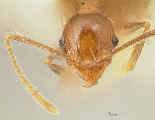 Pheidole aurivillii specimen FOCOL1332 image focol1332_2