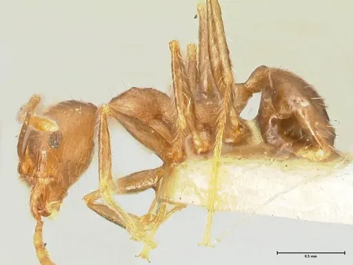 Pheidole aurivillii specimen FOCOL1332 image focol1332_3