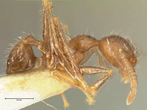 Pheidole aurivillii specimen FOCOL1332 image focol1332_4
