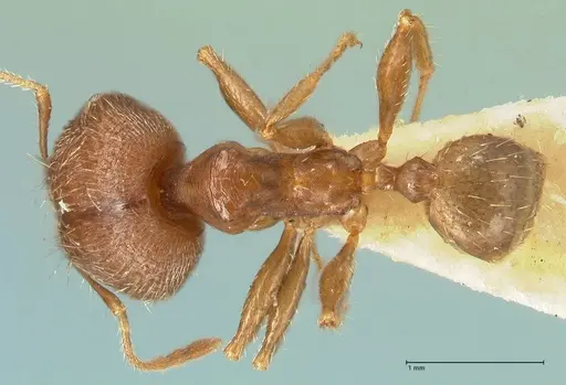 Pheidole aurivillii specimen FOCOL1334 image focol1334_1