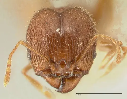 Pheidole aurivillii specimen FOCOL1334 image focol1334_2